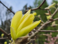 Magnolia 'Gold Star' - duża sadzonka