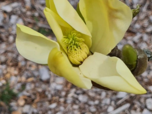 Magnolia 'Sundance' - duża sadzonka