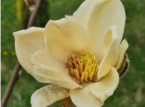Magnolia 'Honey Tulip' - duża sadzonka