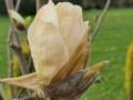 Magnolia 'Honey Tulip' - duża sadzonka