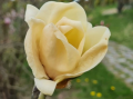 Magnolia 'Honey Tulip' - duża sadzonka