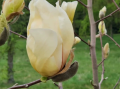 Magnolia 'Yellow Lantern' - duża sadzonka