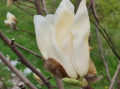 Magnolia 'Yellow Lantern' - duża sadzonka