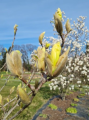 Magnolia 'Yellow Lantern' - duża sadzonka
