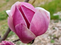 Magnolia 'Touch of Class' - duża sadzonka