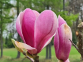 Magnolia 'Touch of Class' - duża sadzonka
