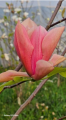 Magnolia 'Flamingo' - duża sadzonka