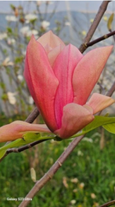 Magnolia 'Flamingo' - duża sadzonka