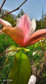 Magnolia 'Flamingo' - duża sadzonka