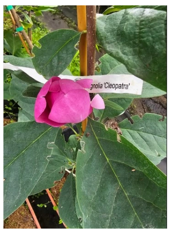 Magnolia 'Yellow Bird'