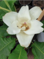 Magnolia macrophylla var. ashei
