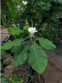 Magnolia macrophylla var. ashei