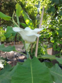 Magnolia macrophylla var. ashei