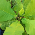 Magnolia macrophylla var. ashei