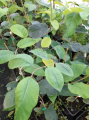 Sapium japońskie - Sapium japonicum syn. Neoshirakia japonica
