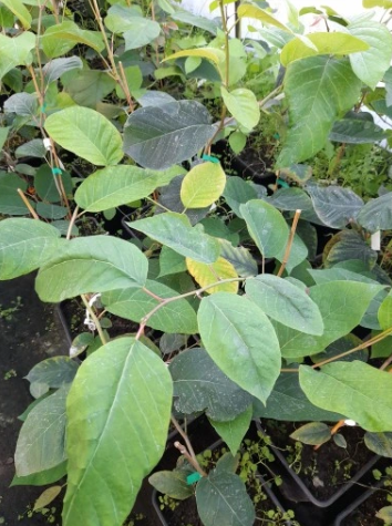 Sapium japońskie - Sapium japonicum syn. Neoshirakia japonica