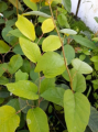 Sapium japońskie - Sapium japonicum syn. Neoshirakia japonica