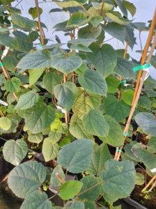 Idesja wieloowocowa - Idesia polycarpa
