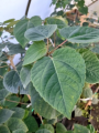 Idesja wieloowocowa - Idesia polycarpa