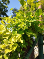 Kolcorośl szczeciniasta - Smilax hispida