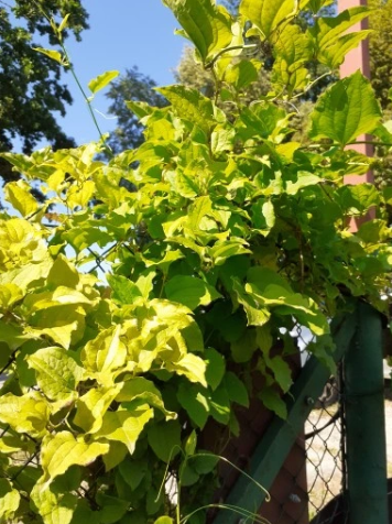 Kolcorośl szczeciniasta - Smilax hispida