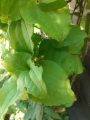Kolcorośl szczeciniasta - Smilax hispida