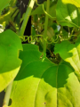 Kolcorośl szczeciniasta - Smilax hispida