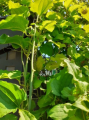 Kolcorośl szczeciniasta - Smilax hispida