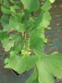 Miłorząb dwuklapowy 'King of Dongting' - Ginkgo biloba