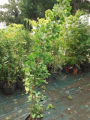 Miłorząb dwuklapowy 'King of Dongting' - Ginkgo biloba