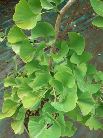 Miłorząb dwuklapowy 'Finger' - Ginkgo biloba