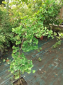 Miłorząb dwuklapowy 'Finger' - Ginkgo biloba