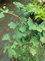 Miłorząb dwuklapowy 'Anny's Dwarf' - Ginkgo biloba