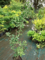 Miłorząb dwuklapowy 'Anny's Dwarf' - Ginkgo biloba