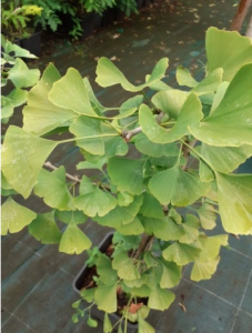 Miłorząb dwuklapowy 'Pragensis' - Ginkgo biloba