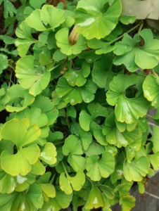Miłorząb dwuklapowy 'Globus' - Ginkgo biloba
