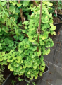 Miłorząb dwuklapowy 'Globus' - Ginkgo biloba