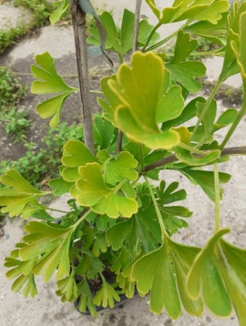 Miłorząb dwuklapowy 'Anny's Zebra' - Ginkgo biloba