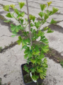 Miłorząb dwuklapowy 'Anny's Zebra' - Ginkgo biloba