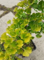 Miłorząb dwuklapowy 'Peve Maribo' - Ginkgo biloba