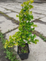 Miłorząb dwuklapowy 'Peve Maribo' - Ginkgo biloba