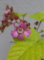 Jeżyna pachnąca - Rubus odoratus