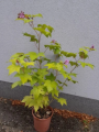 Jeżyna pachnąca - Rubus odoratus
