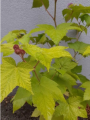 Jeżyna pachnąca - Rubus odoratus