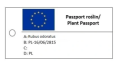 Jeżyna pachnąca - Rubus odoratus