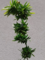 Glediczja trójcierniowa 'Goofy' - Gleditsia triacanthos