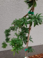 Glediczja trójcierniowa 'Goofy' - Gleditsia triacanthos