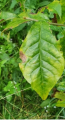 Oriksa japońska - Orixa japonica