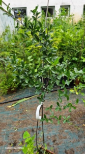 Wiśnia karłowata (Wisienka stepowa) - Prunus fruticosa