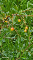 Wiśnia karłowata (Wisienka stepowa) -Prunus fruticosa